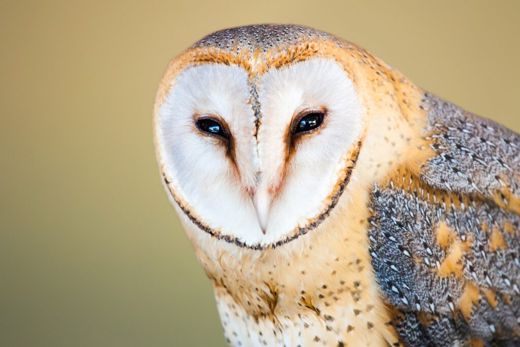 what does owl sightings mean?